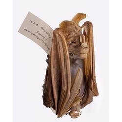 Spirit preserved Ghost Bat specimen with labels.