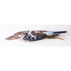 Dry bird skin specimen with labels.