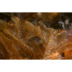 Yellow brown hydroid colony in dark water.