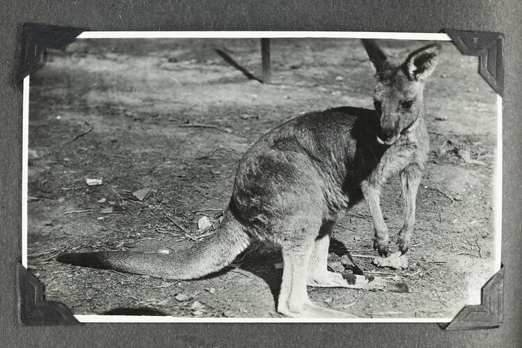 Kangaroo outside on ground.