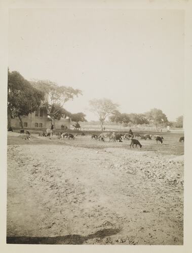 Livestock, Ismalia, Egypt, Captain Edward Albert McKenna, World War I, 1914-1915