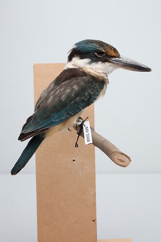 Sacred Kingfisher taxidermy specimen.