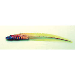 Side view of red and yellow eel.