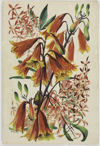 Greeting Card - SS Stratheden, P&O Line, Australian Native Flora