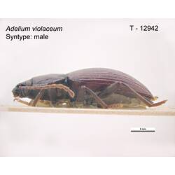 Beetle specimen, lateral view.