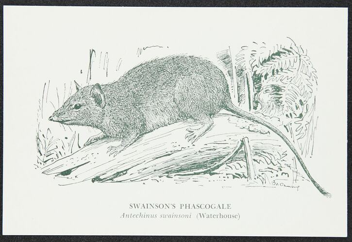 Postcard - Swainson's Phascogale, National Museum Victoria, crica 1950