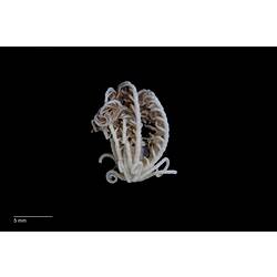 Side view of feather star with all arms pulled in.