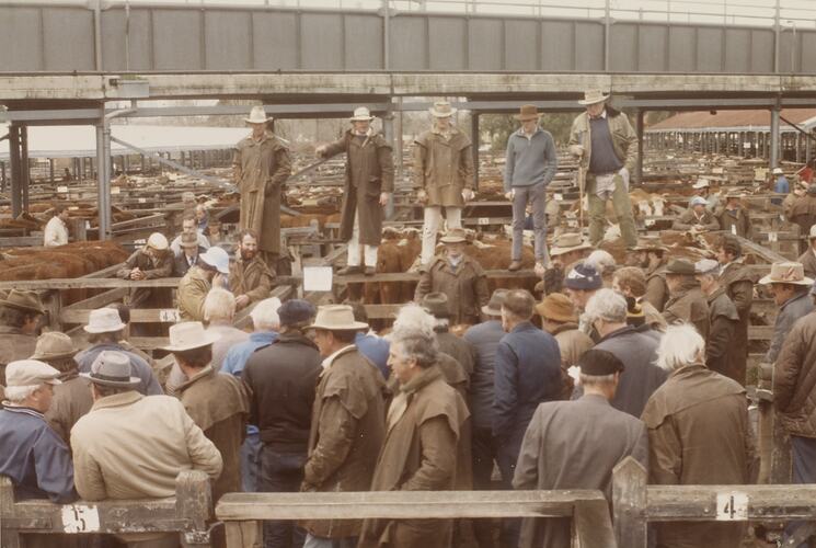Cattle Sale, Newmarket, Sept 1985