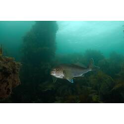 <em>Dactylophora nigricans</em>, Dusky Morwong. Portland Breakwater, Victoria.