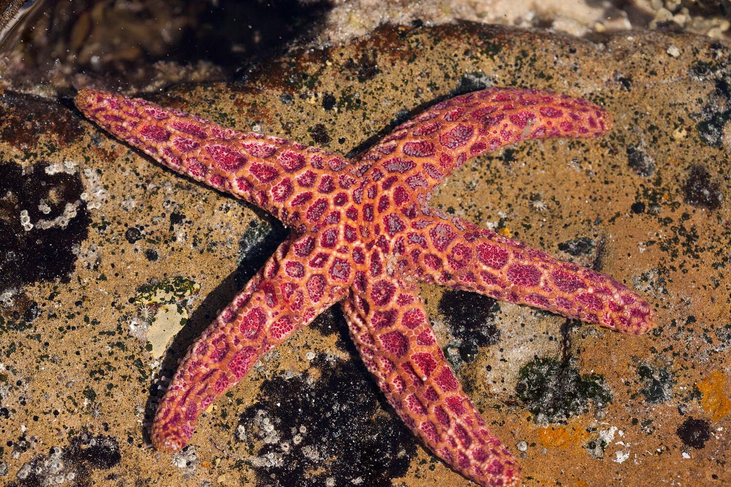 Plectaster decanus (Müller & Troschel, 1843), Seastar