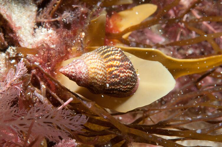 <em>Cantharidus ramburi</em>, Lesueur's Top Shell. Bunurong Marine National Park, Victoria.