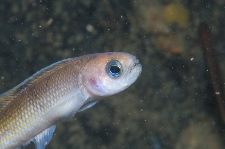 <em>Trachinops caudimaculatus</em>, Southern Hulafish. Mornington Jetty, Port Phillip, Victoria.