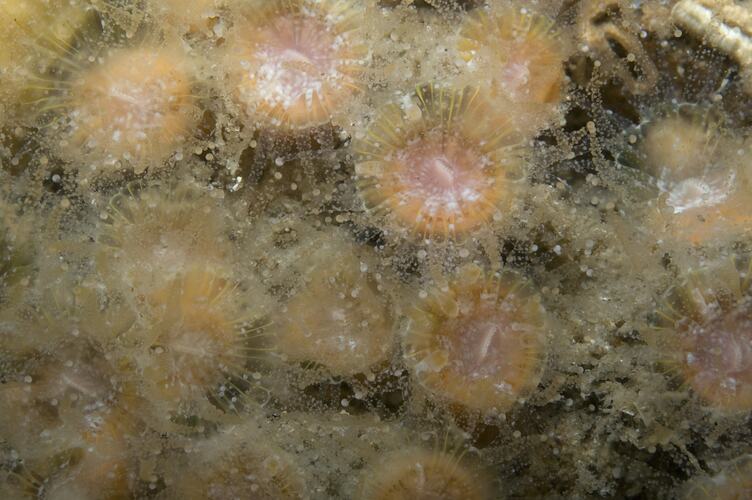 Class Anthozoa, stony coral. Wilsons Promontory National Park, Victoria.