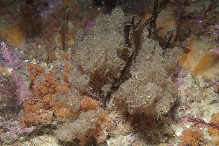 Phylum Bryozoa, lace coral. Wilsons Promontory National Park, Victoria.