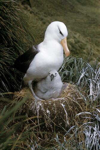 Blackbrowed Albatross & Chick, Macquarie Island, Tasmania, 1959