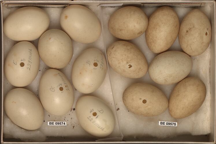 Fifteen bird eggs with specimen labels in box.