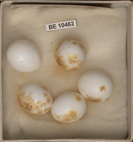 Five bird eggs with specimen labels in box.