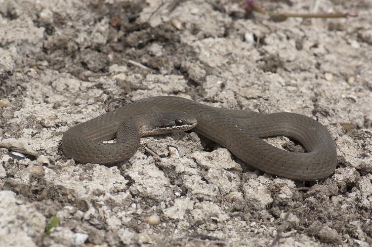 Grey snake with white line above upper lip.