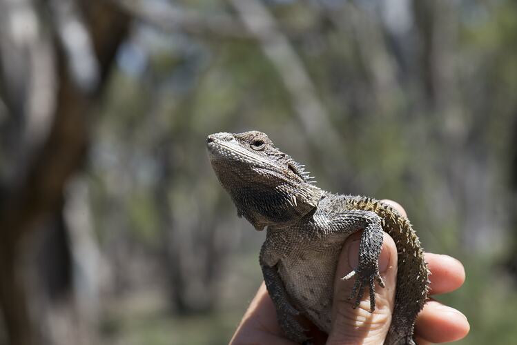 Greyish spiky lizard being held in hand.