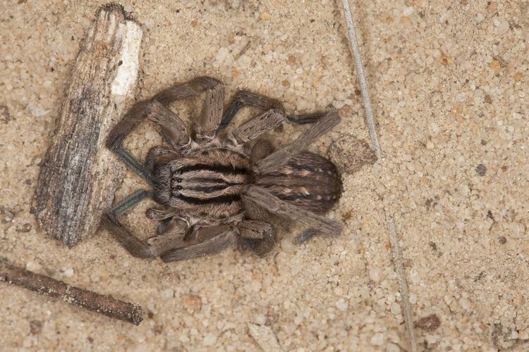 <em>Miturga</em> sp., spider. Grampians National Park, Victoria.