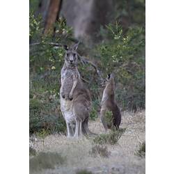An Eastern Grey Kangaroo standing in dry grass on the edge of woodland, beside a large joey.