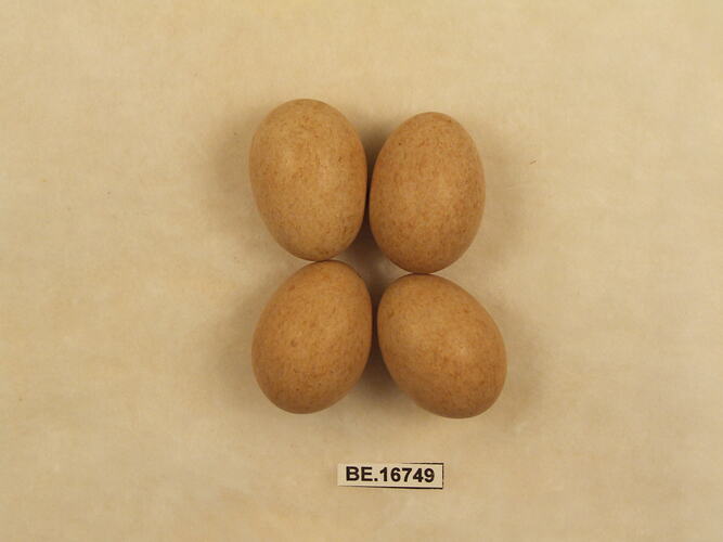 Four bird eggs with specimen label.