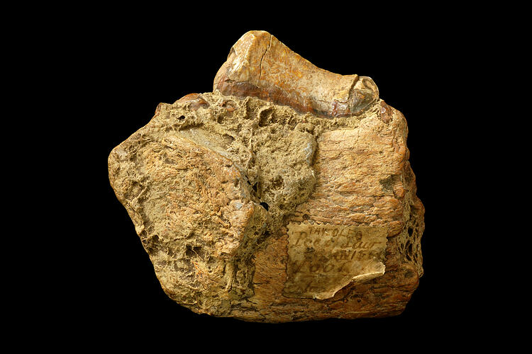 Fossil jaw bone fragment with large bladed tooth.