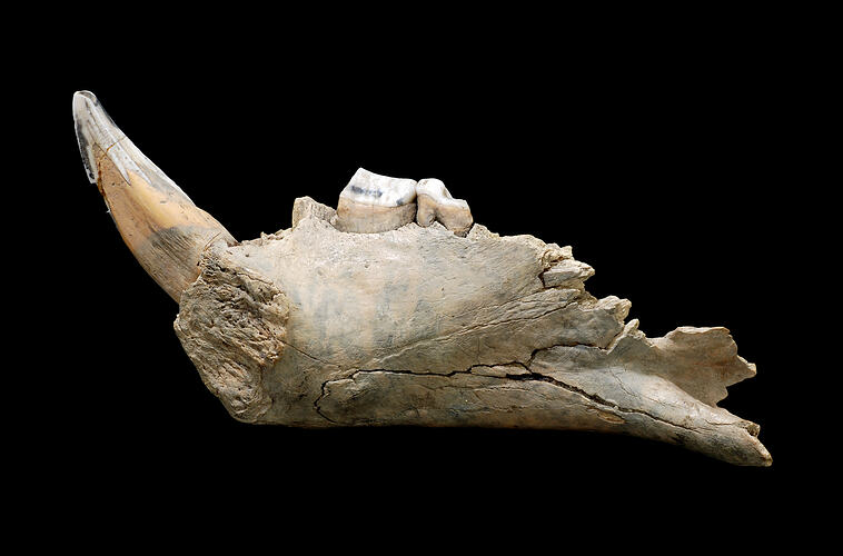 Fossil jaw fragment with large bladed tooth and long pointed tooth.
