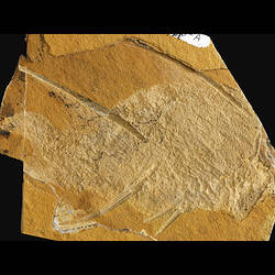 Fossil fish in matrix.
