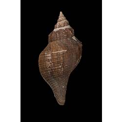 <em>Pleuroploca australasia</em>, Tulip Shell, shell.  Registration no. F 179313.