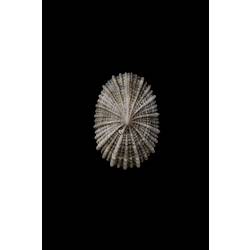 <em>Montfortula rugosa</em>, Cap-shaped False Limpet, shell.  Registration no. F 178952.