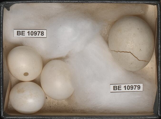 Four bird eggs with specimen labels in box.