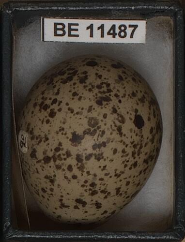 Bird egg with specimen label in box.