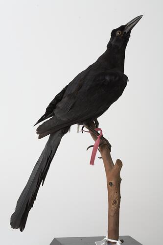 Taxidermied bird specimen with black feathers and a long tail, perched on a branch.