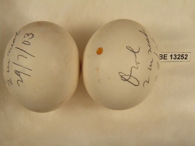 Two bird eggs with specimen label.
