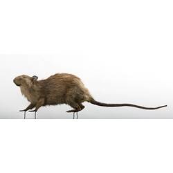Taxidermied mammal specimen with long thin tail.