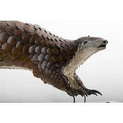 Taxidermied mammal specimen with scales, head detail.