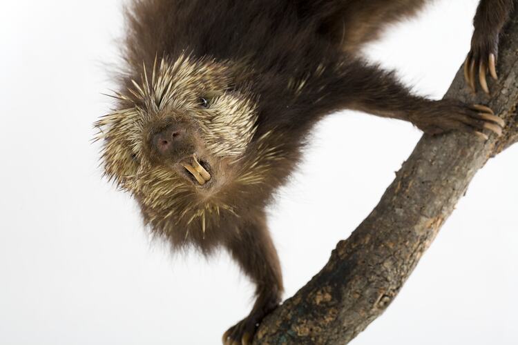 Taxidermied mammal specimen with quills and protruding front teeth.