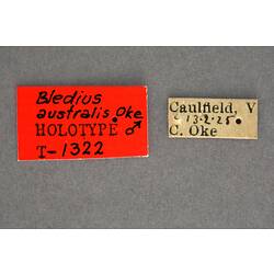Entomology type specimen labels.