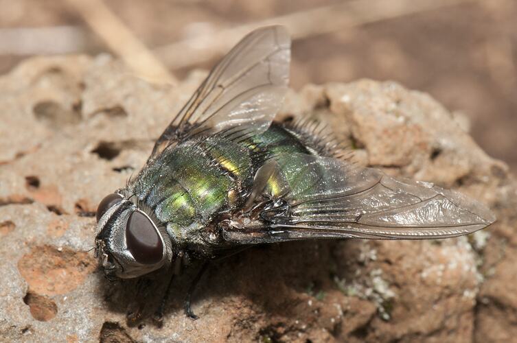 Top-front view of iridescent green fly on rock.