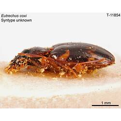 Beetle specimen, lateral view.