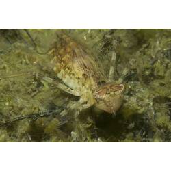 Front view of pale brown dragonfly larvae underwater.