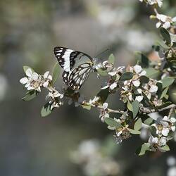 White and black butterfly on bush with white flowers.