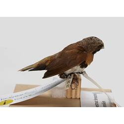 Side view of small bird specimen mounted on branch.