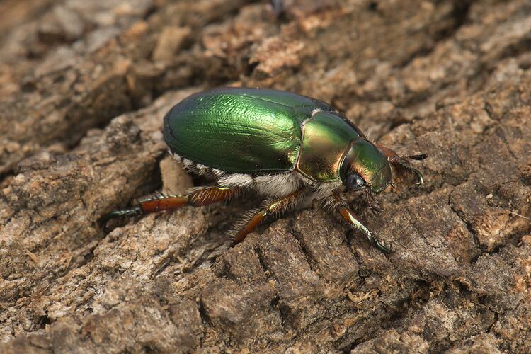 Shiny green beetle.