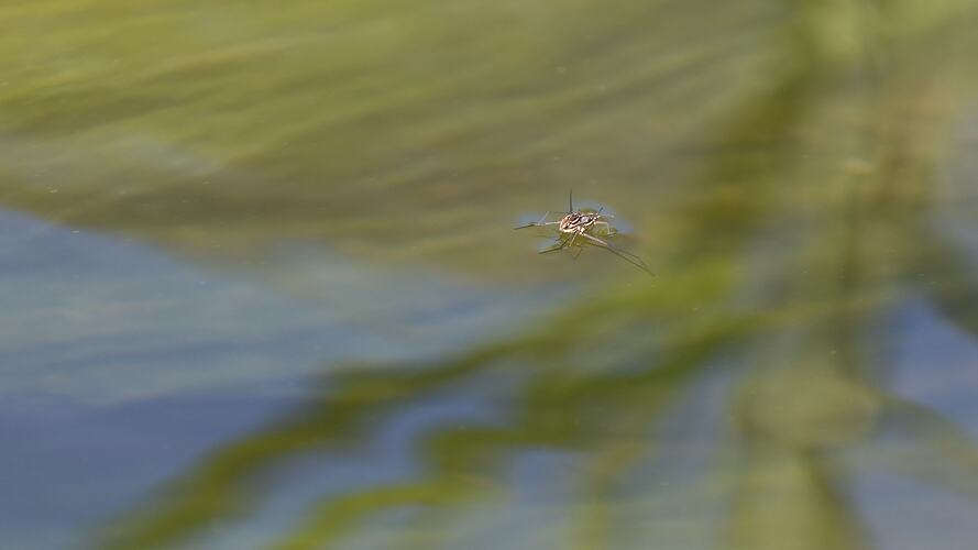 Water strider on water's surface.