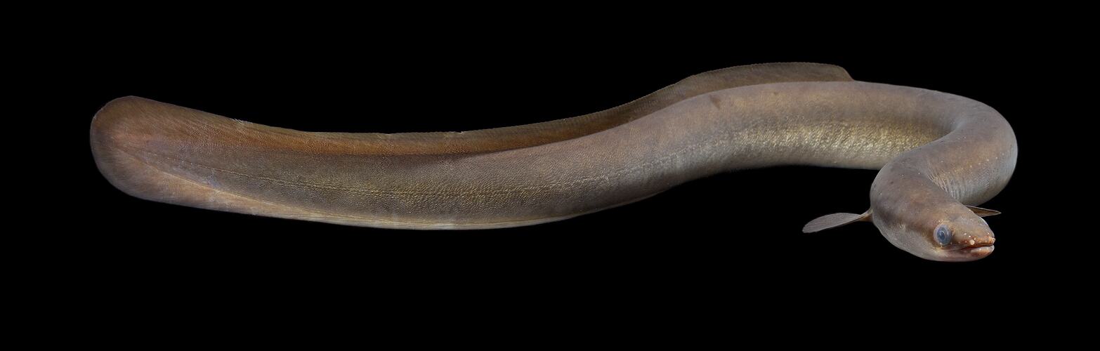 Long eel swimming sinuously.