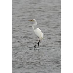 White bird standing in water with one foot raised.