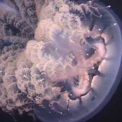 Silent footage of Haekel's Jellyfish, <em>Pseudorhiza haeckeli</em>.