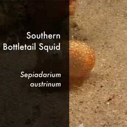 Silent footage of the Southern Bottletail Squid, <em>Sepiadarium austrinum</em>.